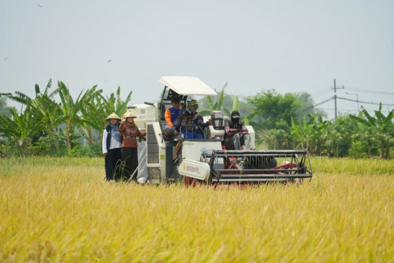 Wali Kota Ning Ita naik Combine Havester ikut memanen Padi di sawah. (ist)