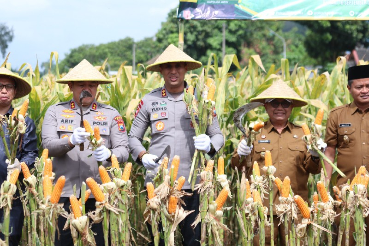 Perkuat Ketahanan Pangan, Forkopimda Blitar Panen Raya Jagung Kuartal III