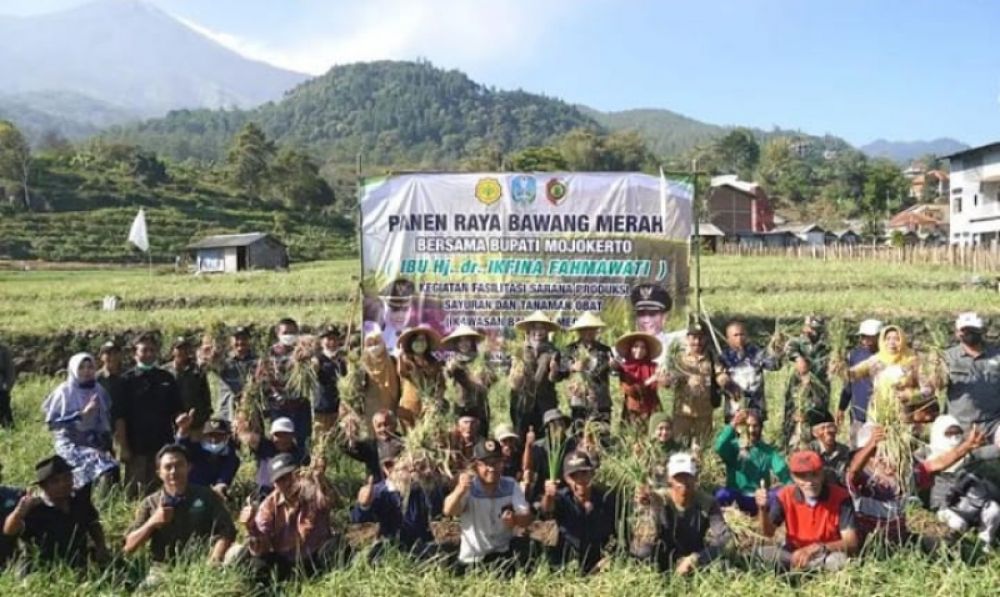 Bupati Mojokerto Ikfina Fahmawati bersama petani panen raya Bawang Merah di Desa Padusan Pacet. (Ist) 