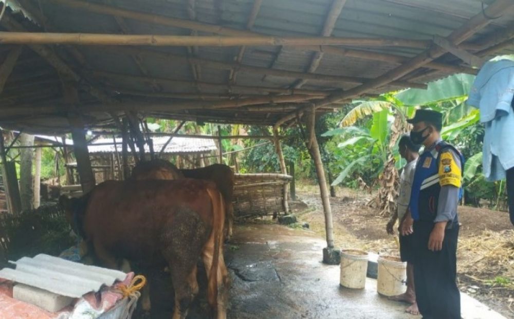 Anggota Polsek Ngasem sedang memantau ternak sapi untuk antisipasi penyebaran PMK. (Ist) 