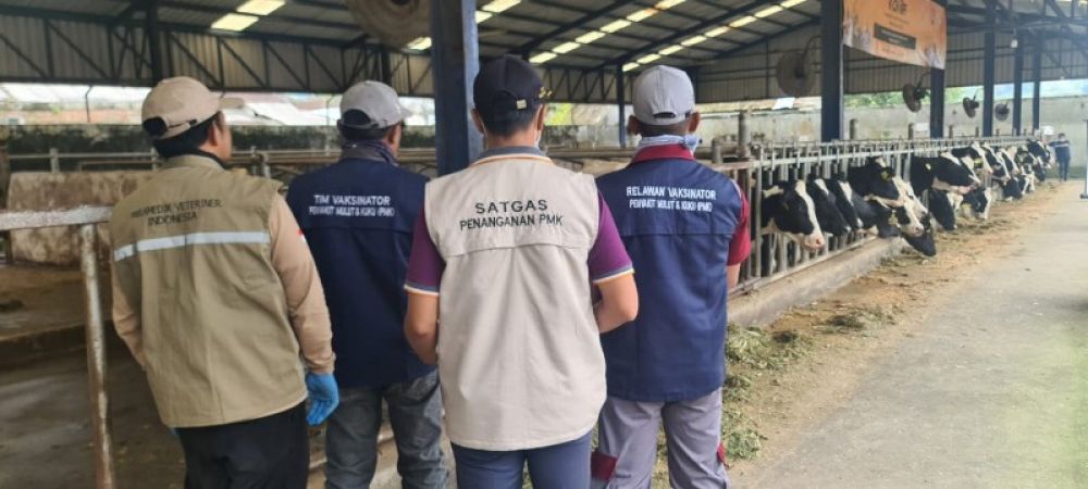 Petugas Dinas Kesehatan Dinas Peternakan Prov Jatim saat melakukan vaksinasi booster PMK.. (Ist) 