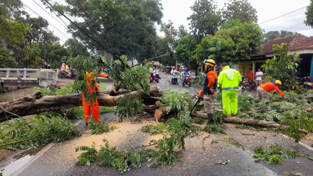Evakuasi penebangan pohon tumbang. (Ist) 
