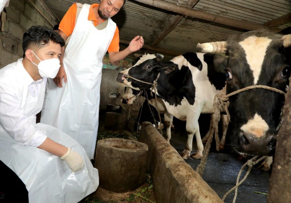 Plt Gubernur Jatim Emil Elestianto Dardak meninjau kandang Kelompok Ternak Anjasmoro di Kabupaten Pasuruan. (Ist) 