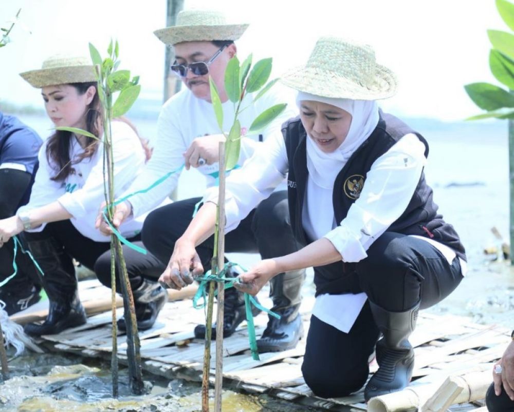 Gubernur Khofifah pimpin tanam 10 ribu bibit mangrove di Romokalisari Land. (Ist) 