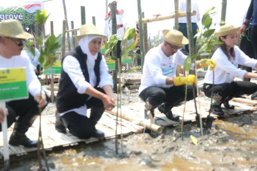 Gubernur Khofifah bersama jajaran menaman bibit mangrove di Romokalisari Adventure Land Surabaya. (Ist) 