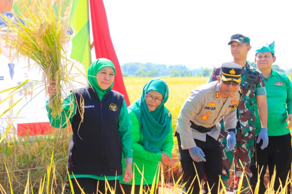 Gubernur Khofifah saat panen raya padi. (Ist) 