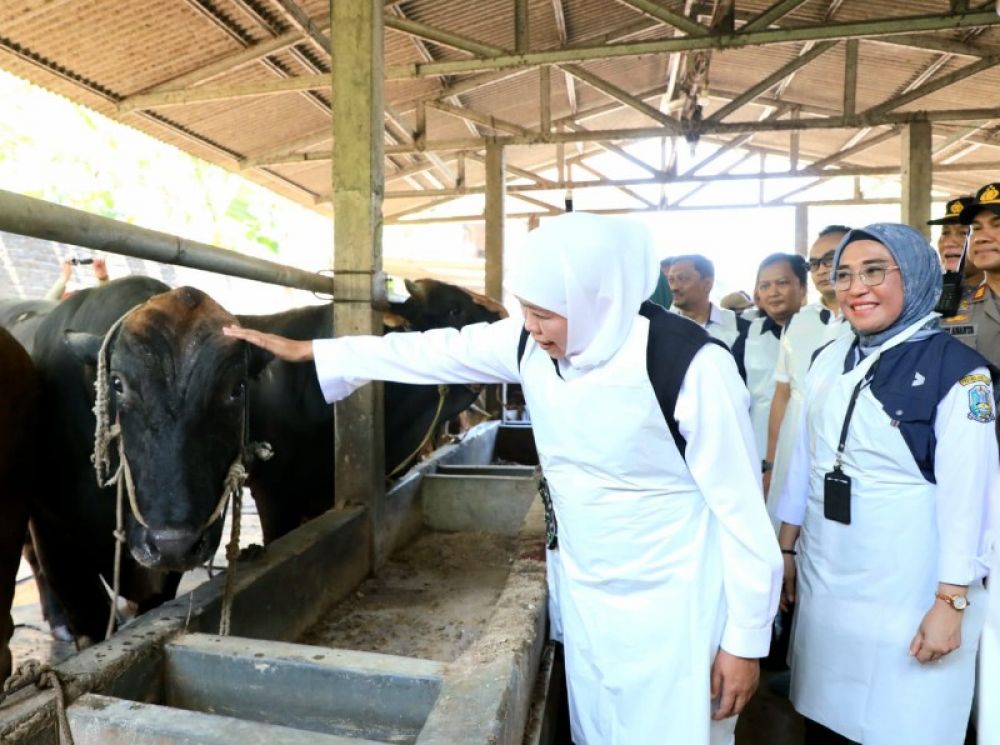 Gubernur Khofifah didampingi Kadis Peternakan Jatim tinjau kandang hewan ternak di Sidoarjo pastikan hewan dalam kondisi sehat. Jelang Idul Kurban. (Ist) 