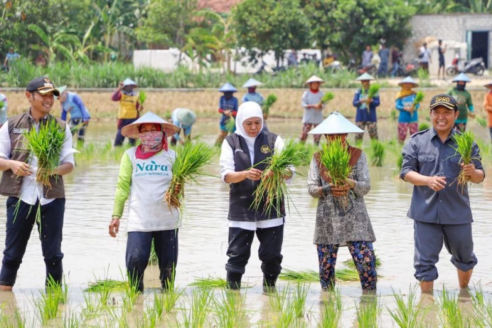 Gubernur Khofifah didampingi Bupati Tuban daan warga petani saat menanam padi Inpari 32 di Tuban. (Ist) 