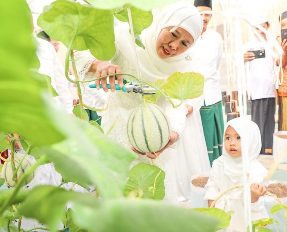 Gubernur Khofifah memanen buah Melon di pekarangan Masjid Agung Surabaya ditemani Cucu tercinta. (Ist) 