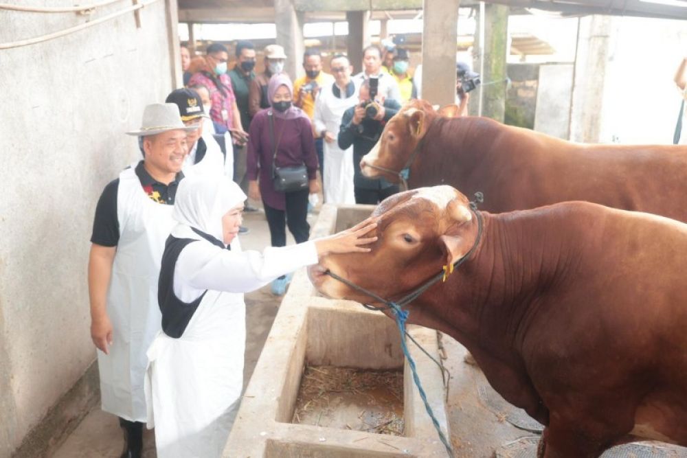 Gubernur Khofifah blusukan ke kandang ternak sapi di Lamongan, pastikan hewan sehat. (Ist) 
