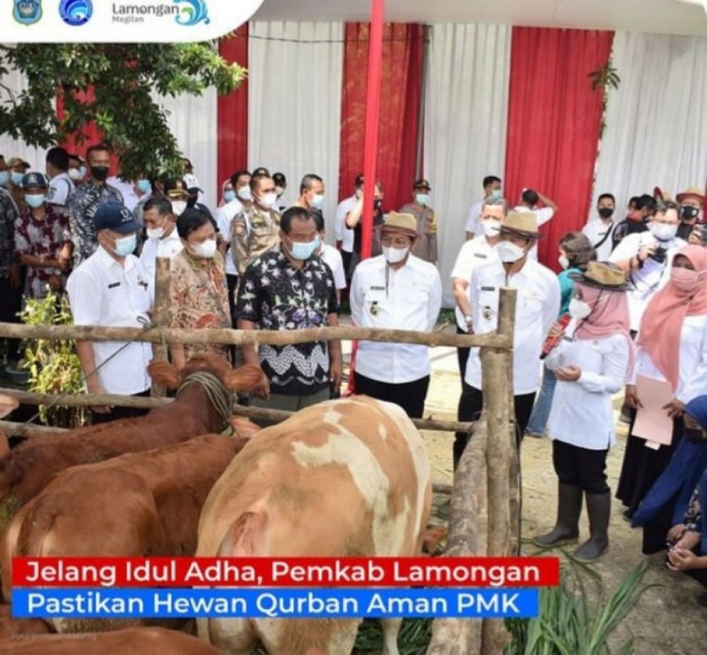 Kadis Perternakan dan Kesehatan Hewan Kabupaten Lamongan, Moh Wahyudi saat meninjau peternak sapi menjelang Idul Adha. (Ist) 