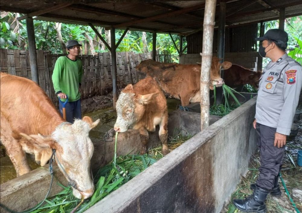 Polsek Kandat saat pantau penyebaran distribusi hewan ternak dan menyambangi kandang peternak. (Ist) 