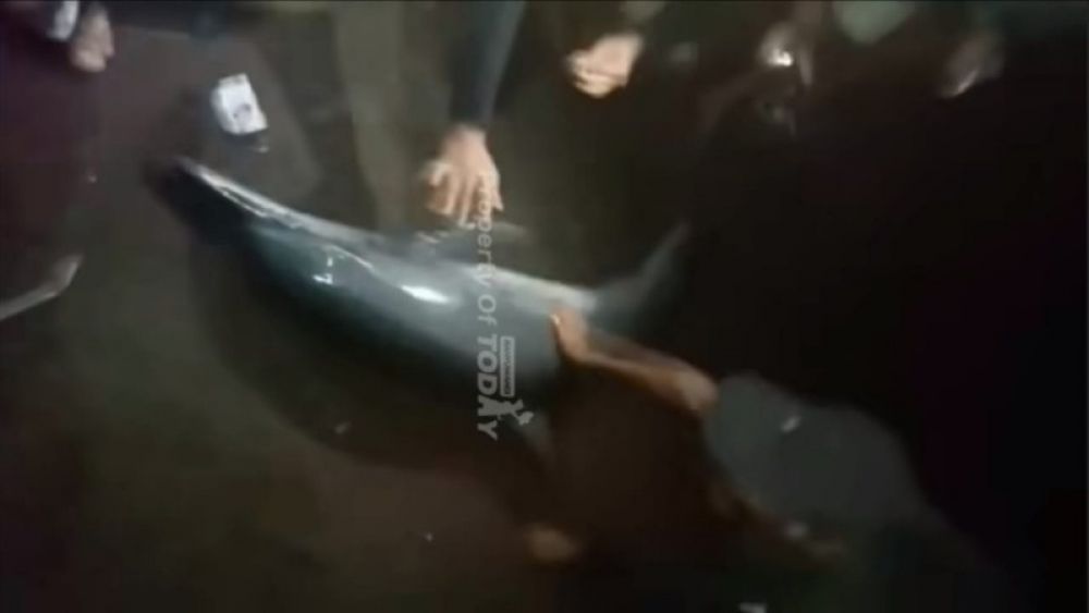 Sekelompok remaja menemukan ikan Lumba-lumba yang terdampar di pantai Blimbingsari Banyuwangi. (Ist) 