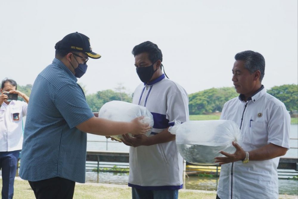 Bupati Kediri Mas Dito menebar benih ikan lokal di sungai Brantas untuk menjaga populasi ikan. (Ist)