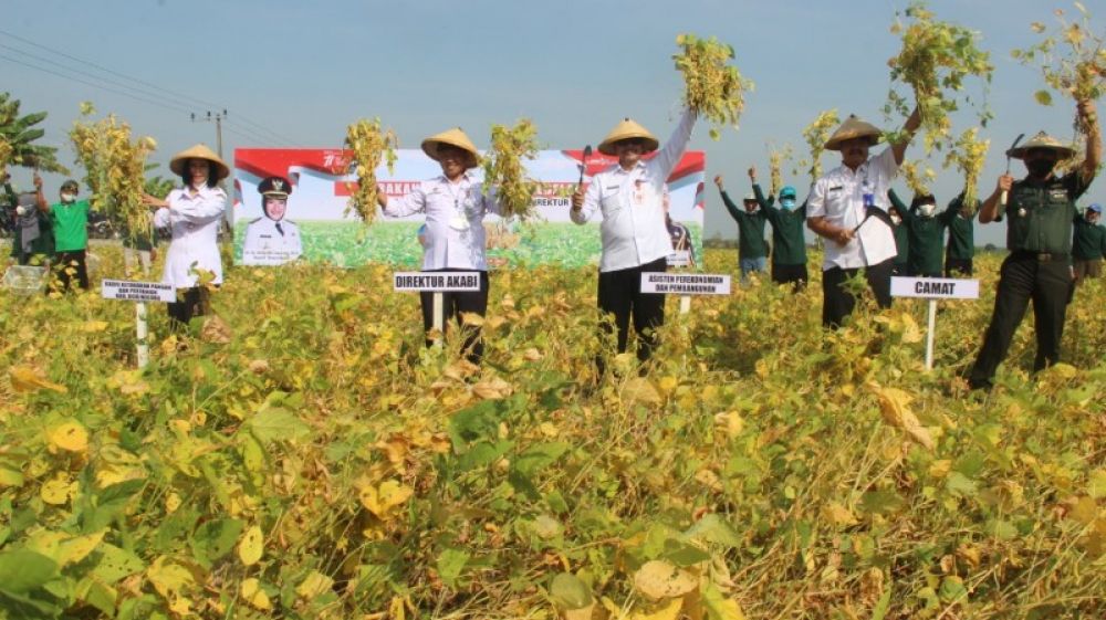Panen Raya Kedelai dari petani Bojonegoro bersama Kementerian Pertanian di Dusun Bogoh Putih, Desa Tlogohaji Kecamatan Sumberejo. (Ist) 