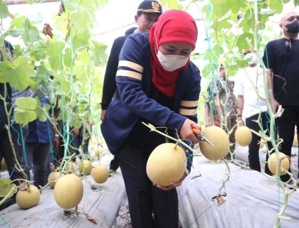 Gubernur Khofifah memanen golden melon di Bumi Perkemahan Pramuka Ngrowo Edu Park Kota Madiun. Foto Bawah: Gubernur Khofifah bersama Wali Kota Madiun usai memanen golden melon. (Ist) 