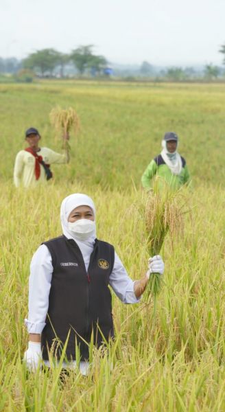 Gubernur Khofifah berharap Jawa Timur bisa pertahankan Predikat Lumbung Pangan Nasional dengan Surplus 3,1 Juta Ton Beras Selama 10 Bulan. (Ist) 
