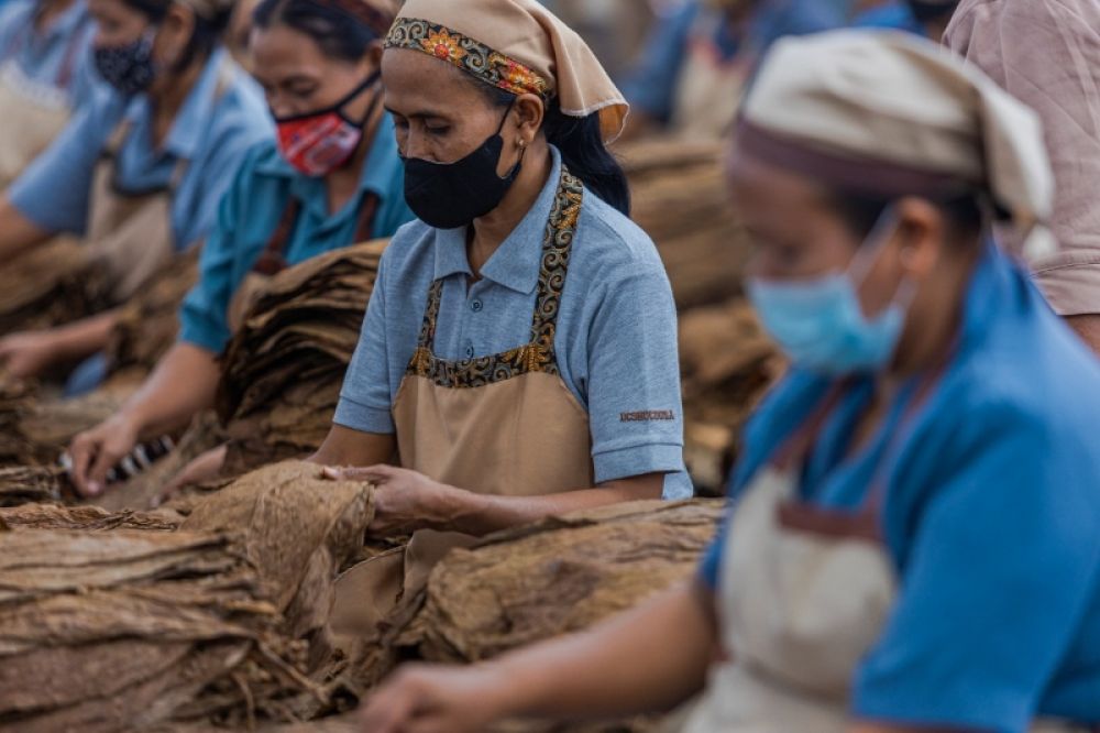 Para pekerja pengeringan tembakau. (Ist) 