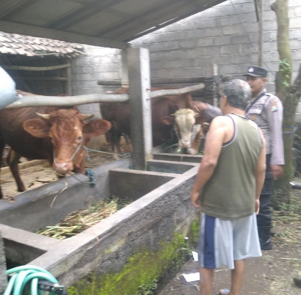 Anggota Polsek Gurah saat melakukan pengawassn di kandang ternak sapi. (Ist) 