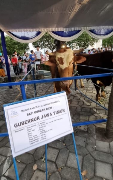 Hewan ternak sapi kurban bantuan dari Gubernur Khofifah dengan berat 1 ton diserahkan di masjid Al Akbar Surabaya. (Ist) 