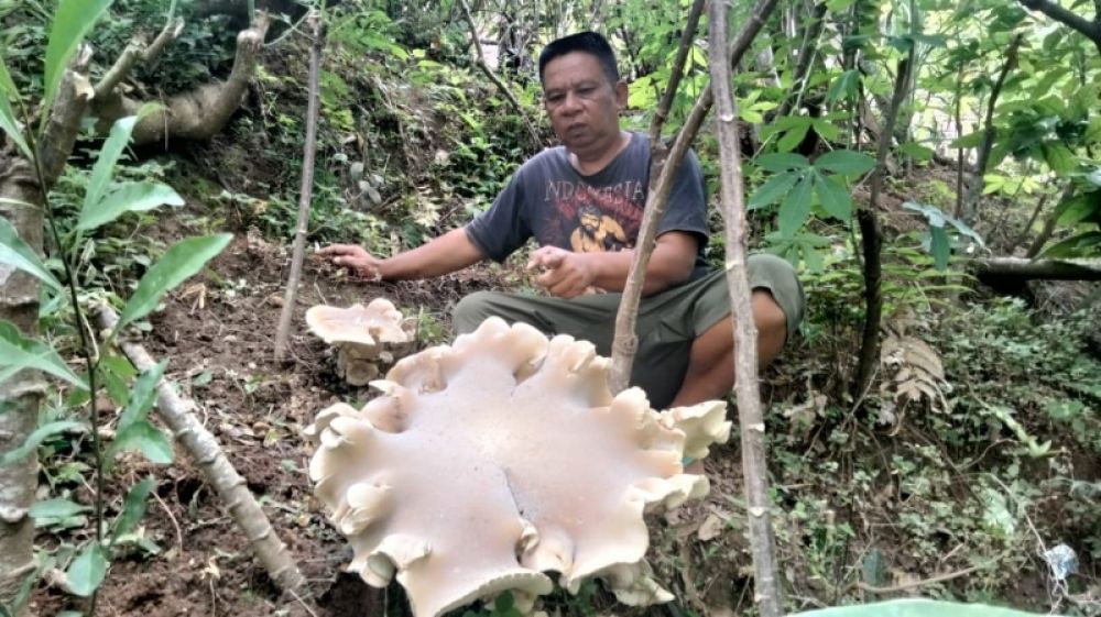 Jamur Raksasa Gegerkan Desa Klepu Ponorogo