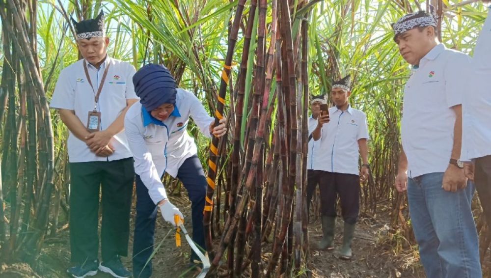 Direktur PTPN XII, Silvi Peni secara simbolis menebang tebu di Desa Kalitelepak didampingi manajer Kebun Hastudy Yunarko. (Ist) 