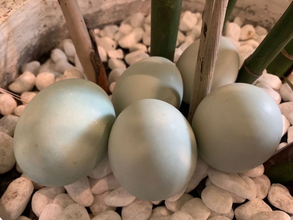 Keempat mahasiswa Unair yakni Vany Erdiyanti Pratama, Rani Idealistanti Osmena, Sulistina, dan Muhammad Hasan Fuadi, ia membuat sebuah usaha bertajuk Duck Point Special Egg with Low Cholesterol.(ist) 