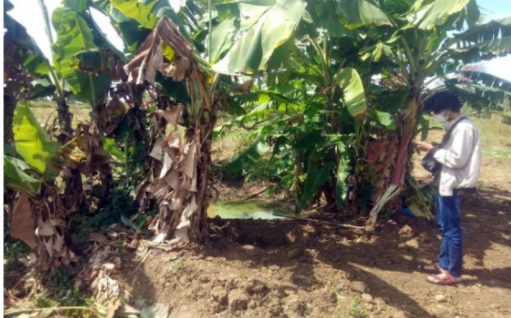 Lokasi ditemukan BB sabu seberat 29 Kg dan ratusan dus dalam tiga tas ransel berisi pil dobel L di kebun Desa Madureso Kecamatan Dawarblandobg Mojokerto. (Ist) 