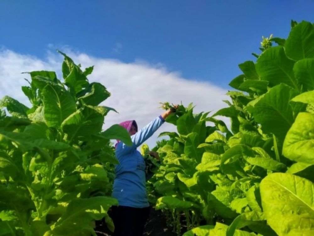 Petani Tembakau Bojonegoro saat memanen tembakau. (Ist) 