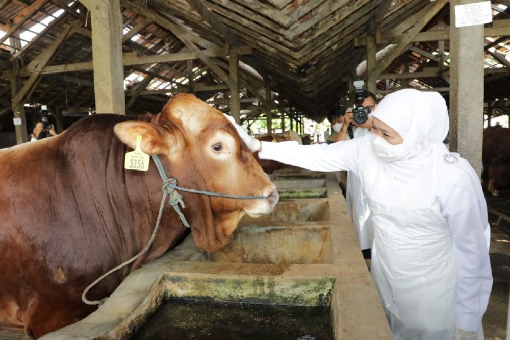 Gubernur Khofifah tinjau sentra hewan Kurban di Nganjuk menjelang Idul Adha. (Ist) 