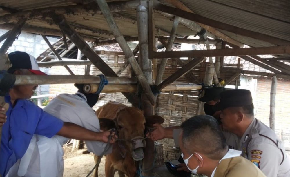 Forpimcam Kunjang Kawal Penyuntikan Hewan Ternak